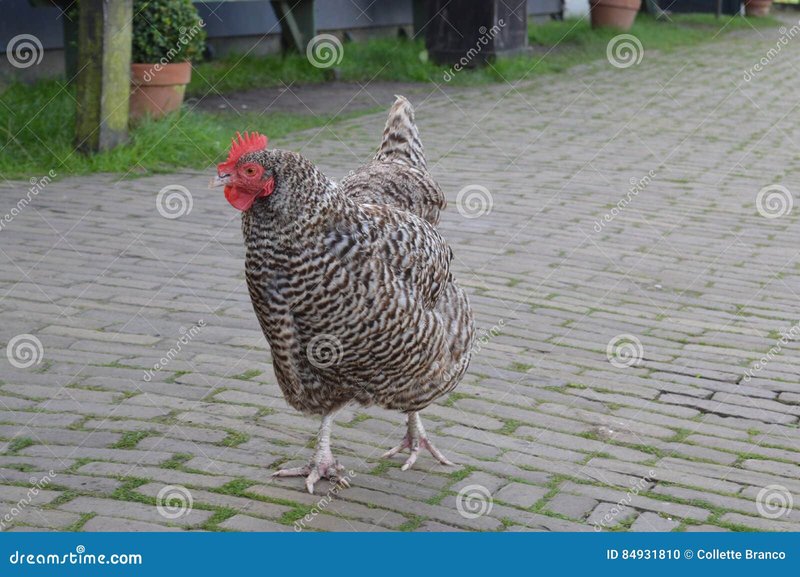 Chicken road gokkast in Netherlands